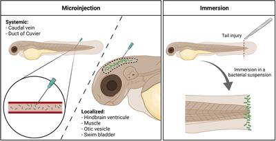 Zebrafish Embryo Infection Model to Investigate Pseudomonas aeruginosa Interaction With Innate Immunity and Validate New Therapeutics